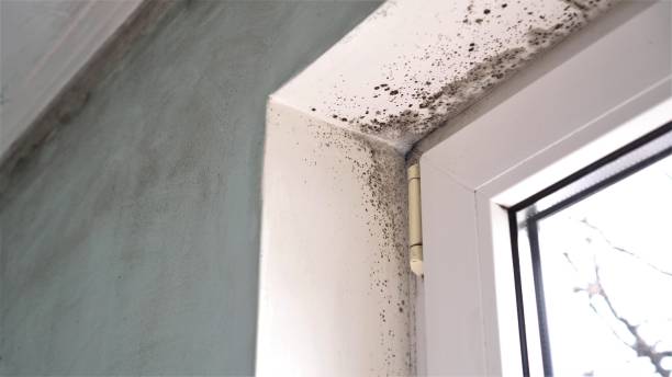 Best Fast Mold Removal  in Highland Park, NJ