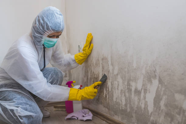 Mold Removal Process in Highland Park, NJ