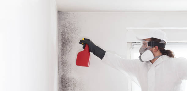 Best Mold Removal Company Near Me  in Highland Park, NJ