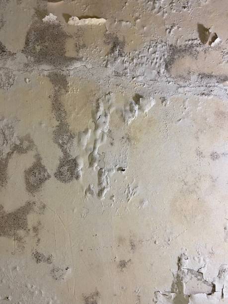 Best Mold Cleaning Services  in Highland Park, NJ